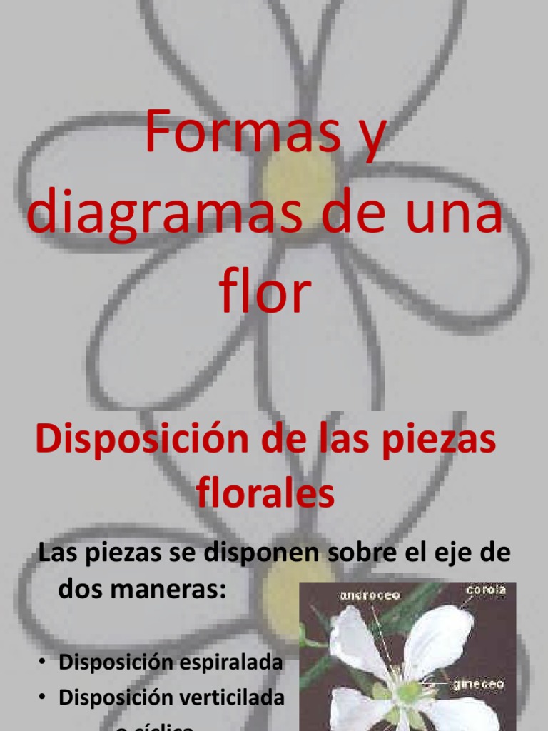 Formas y Diagramas de Una Flor | PDF