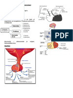 Histología Sistema Endocrino