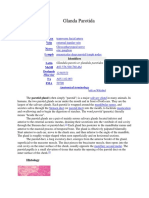 Glanda Parotida: Artery Vein Nerve Lymph