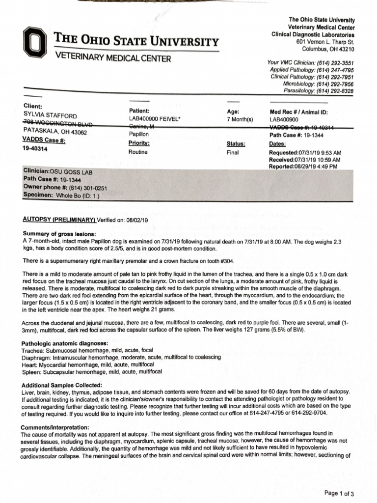 Pathology Report