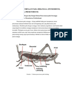 3 Sistem Pencernaan Pada Serangga Fix