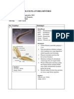 Filum Platyhelminthes: No Gambar Deskripsi