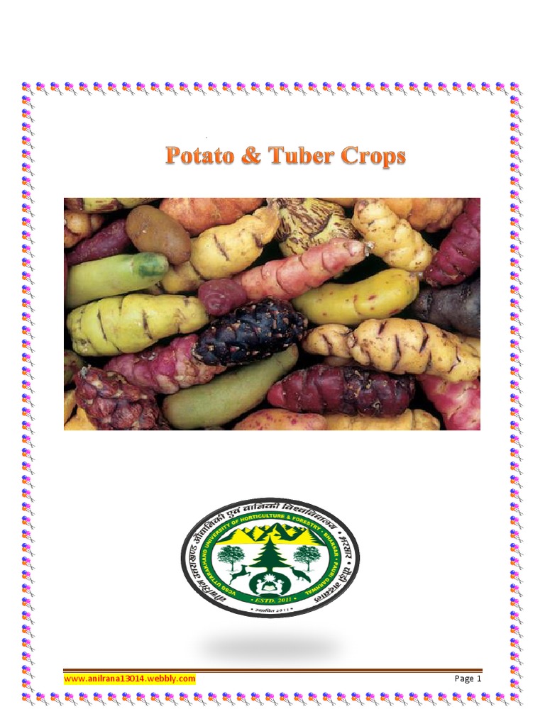 Overview of Potato and Tuber Crops | PDF | Potato | Irrigation