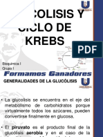 Glucolisis y Ciclo de Krebs Corregido