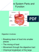 Digestive System Parts and Function