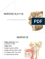 Nervios craneales IX, X, XI y XII: origen, trayecto y funciones