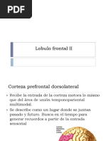 Corteza Prefrontal Dorsolateral