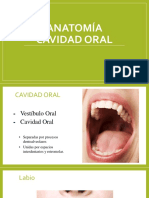 Cavidad Oral y Faringe