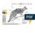 Gato Andino - Infografía - JPG