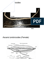 Ascaris Dissections