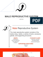 Male Reproductive System: Anatomy