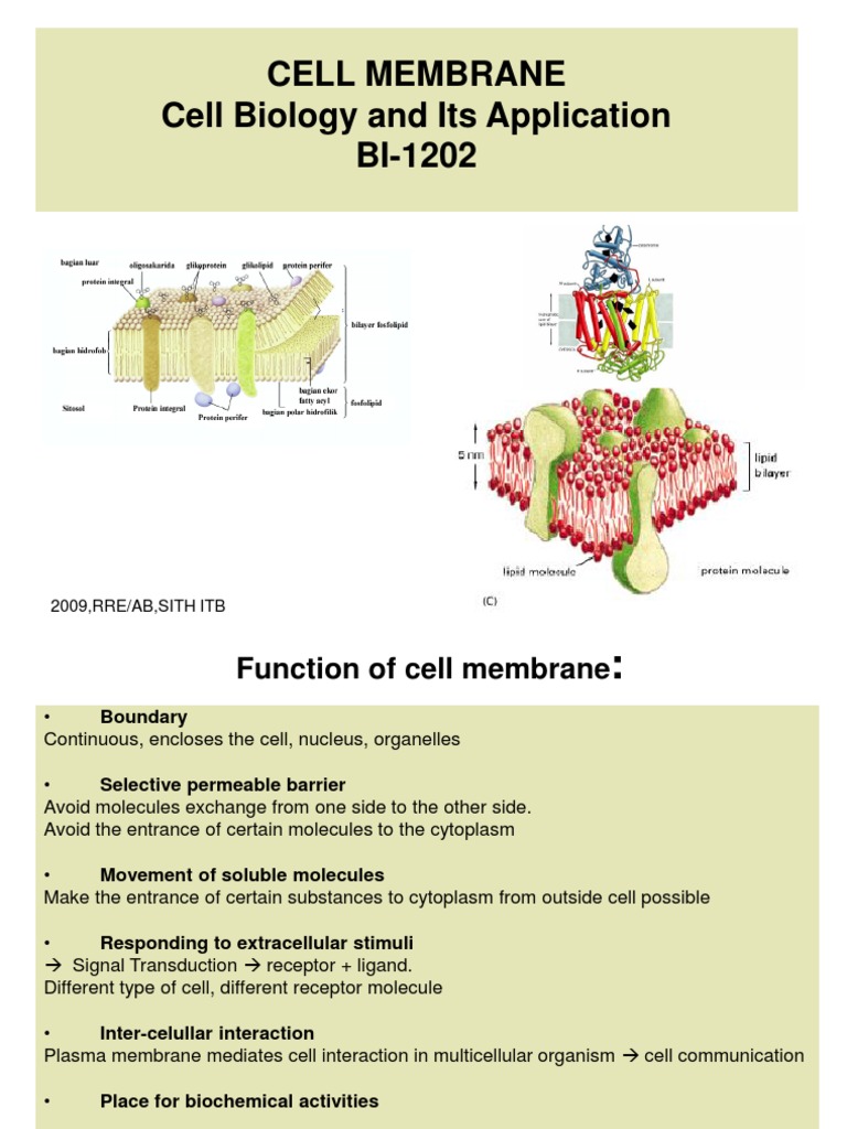 Functions and Structure of Cell Membrane | PDF | Cell Membrane | Lipid ...