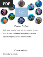 Labeled Anatomy of Sponges Worksheet | PDF | Sponge | Cell (Biology)