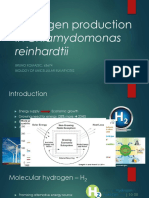 Hydrogen Production in Chlamydomonas Reinhardtii