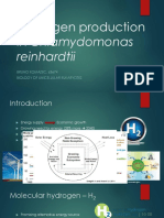 Green microalgae C. reinhardtii for hydrogen production