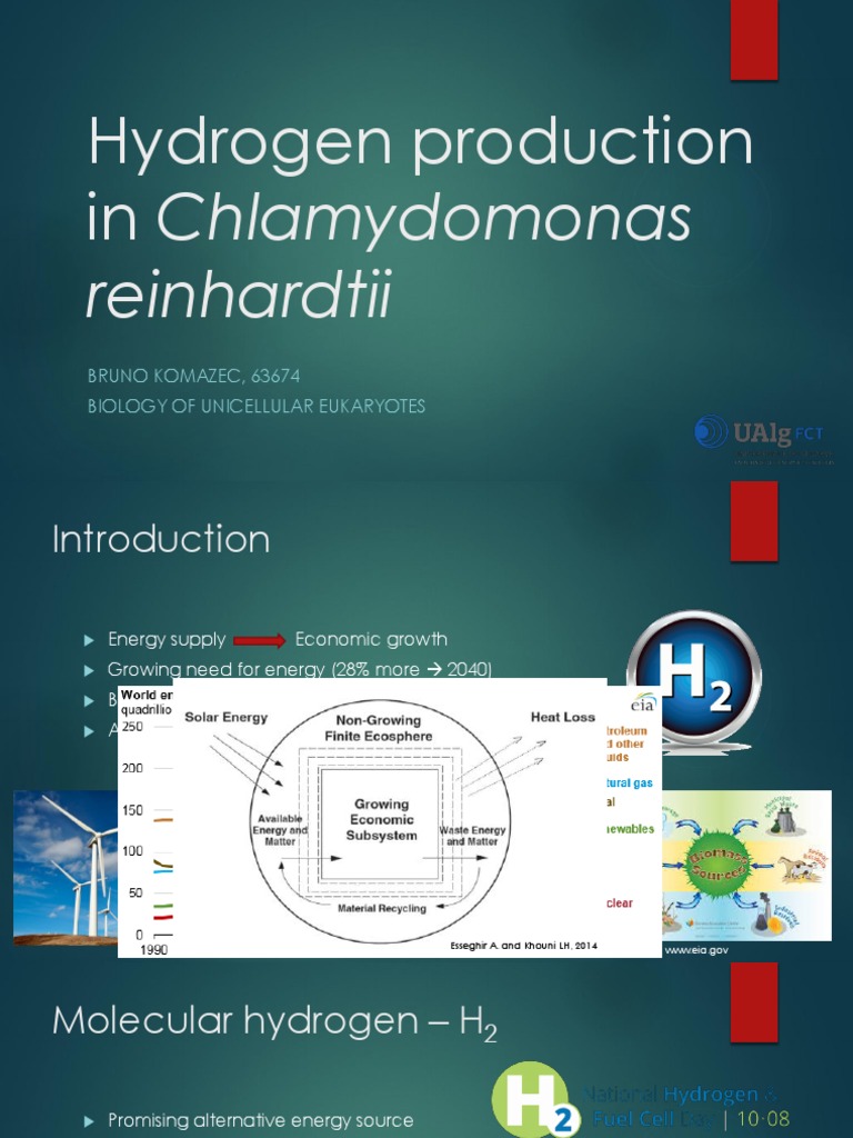 Hydrogen Production in Chlamydomonas Reinhardtii | PDF | Photosynthesis ...