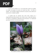 Trabalho sobre Açafrão e Gengibre