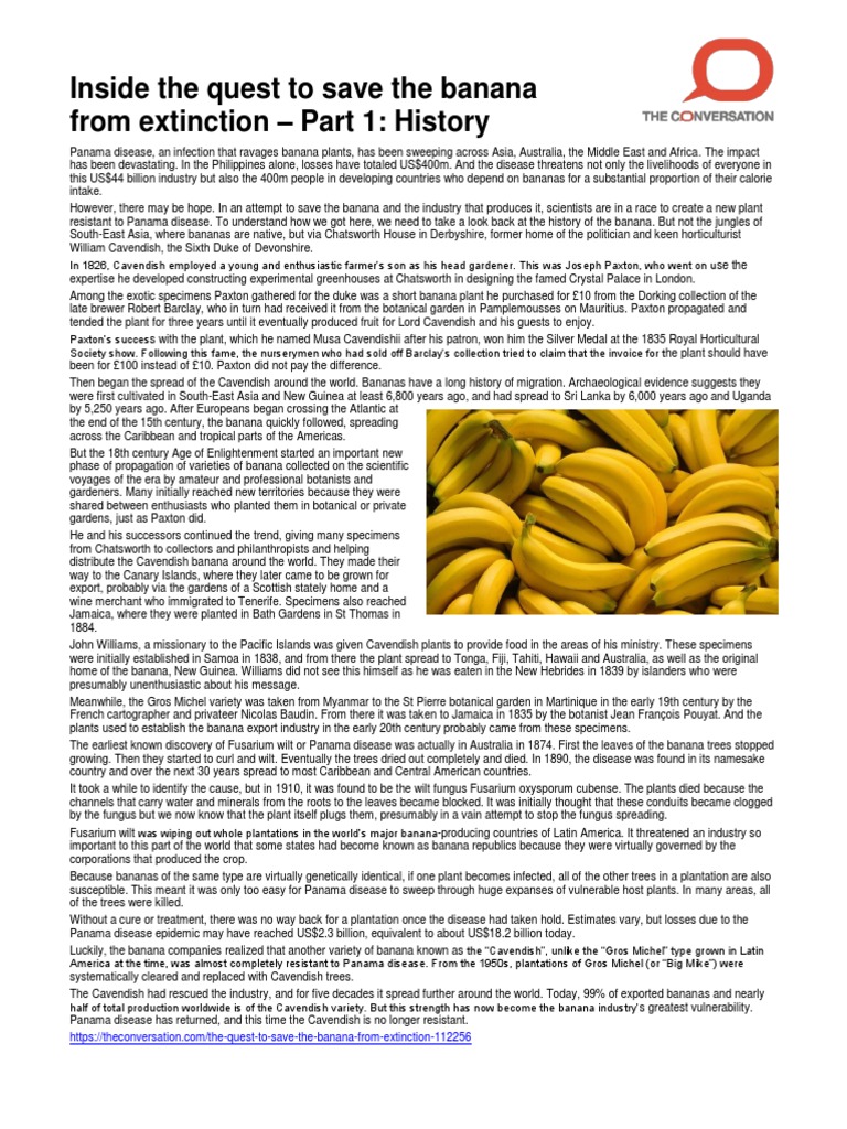 Inside The Quest To Save The Banana From Extinction 1 PDF Banana