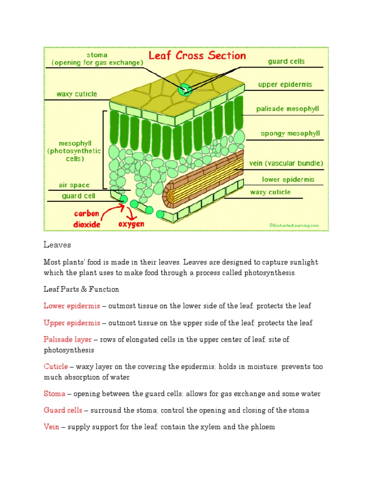 The Structure and Function of Plant Leaves and Flowers: A Comprehensive ...