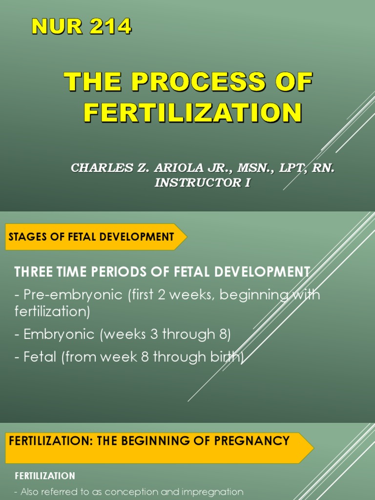 Fetal Development and Fertilization Process | PDF | Placenta ...