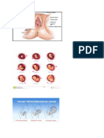 PERKEMBANGAN JANIN TRIMESTER