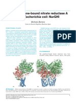 The Membrane-Bound Nitrate Reductase A From Escherichia Coli: Narghi