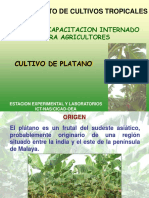 Cultivo de Platano