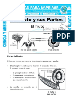 22 Ficha El Fruto y Sus Partes para Cuarto de Primaria