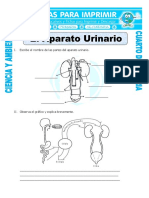 11 Ficha-El-Aparato-Urinario-para-Cuarto-de-Primaria.doc