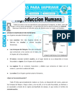 13 Ficha-Reproduccion-Humana-para-Cuarto-de-Primaria.doc
