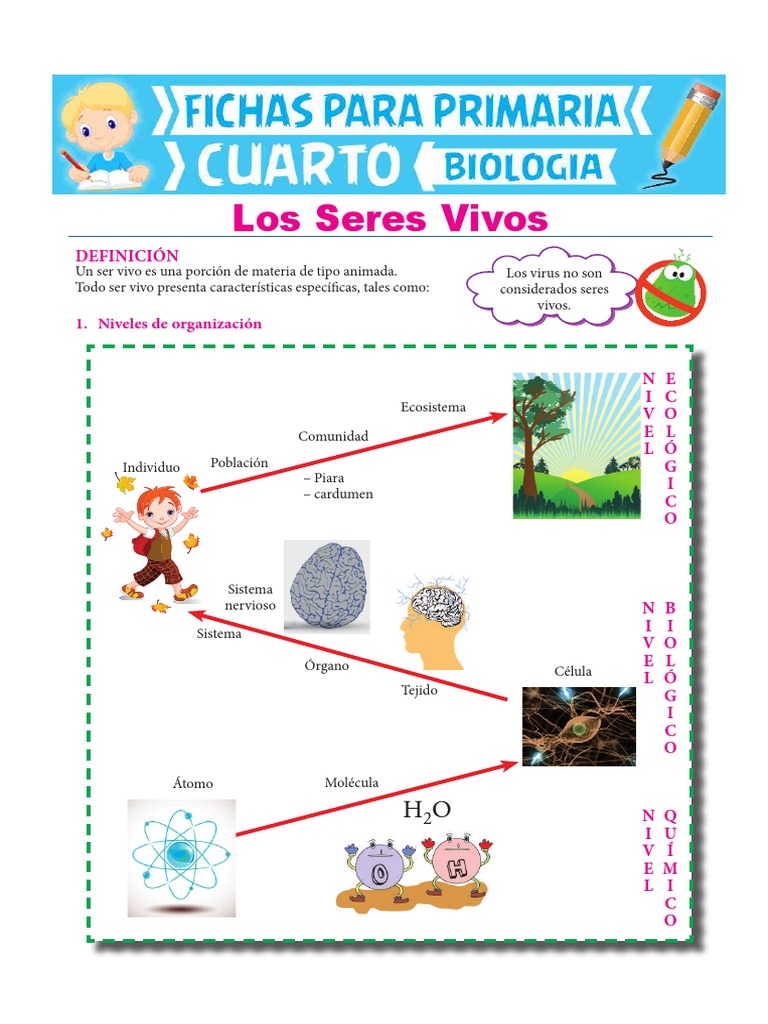 Los Seres Vivos para Cuarto de Primaria | PDF | Virus | Organismos