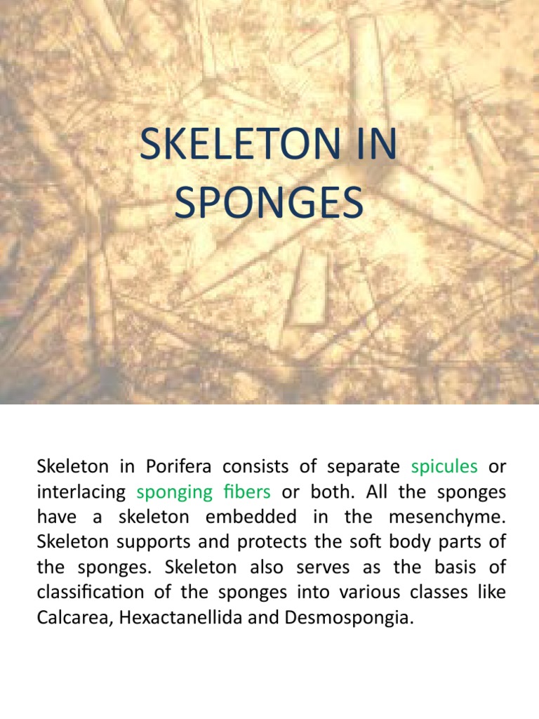 The Skeletal Structures and Development of Sponges An Examination of