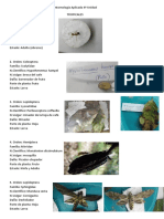Entomologia-Aplicada-4º-Unidad.docx