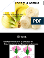 Frutos y Semilla