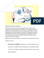 Structur Kromosom Dan Dna