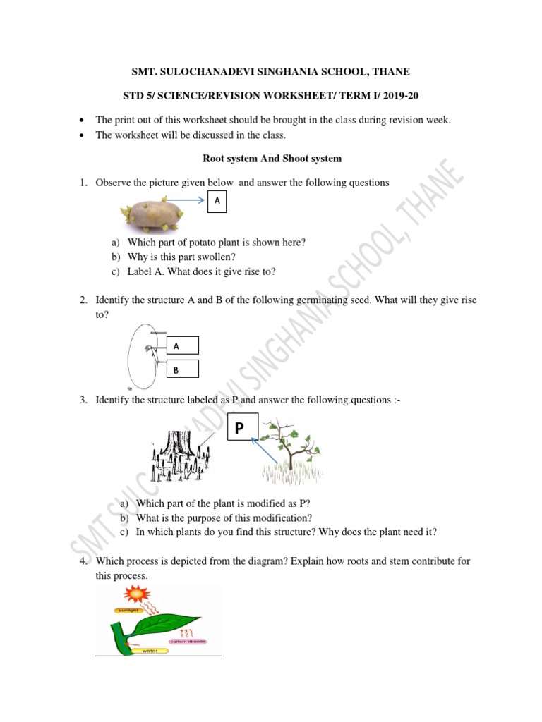 Revision Worksheet on Root Systems, Shoot Systems and the Digestive ...