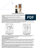 Displasia Coxofemoral