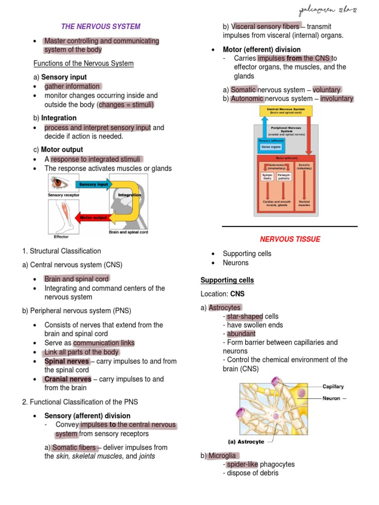 Nervous System PDF | PDF | Neuron | Motor Neuron