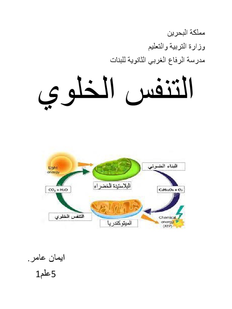 مملكة البحري2