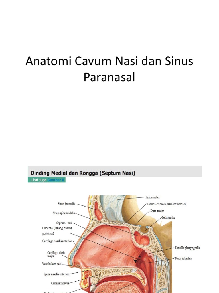 Anatomi Cavum Nasi Dan Sinus Paranasal | PDF