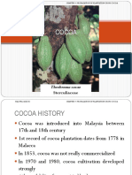 Propagation and Grafting of Cocoa Plants