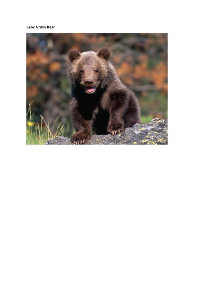 Baby Bear | PDF