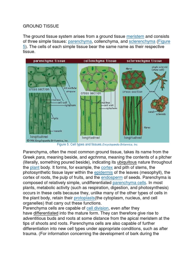 Meristem Parenchyma Sclerenchyma 5: Figure 5: Cell Types and Tissues ...
