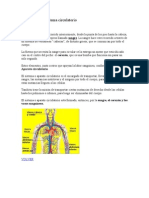 Sistema Circulatorio