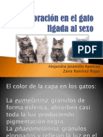 Coloración en El Gato