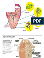 Sentido Del Gusto