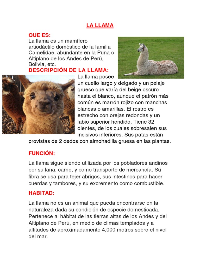 Características y hábitat de la llama | PDF | Hogar, jardinería y ...