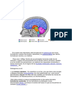 Sistema+nervioso+completo_0.pdf