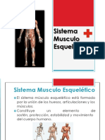 Sistema Muscular Esqueletico