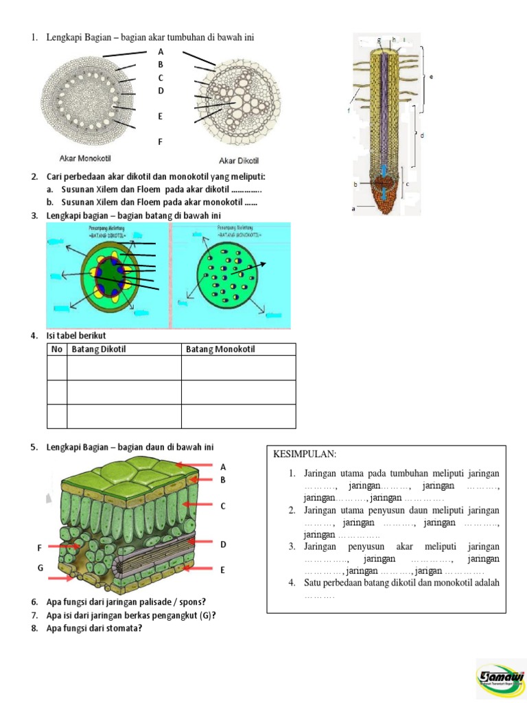 Penampang Melintang Akar Batang Daun